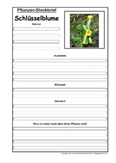 Pflanzensteckbrief-Schlüsselblume.pdf